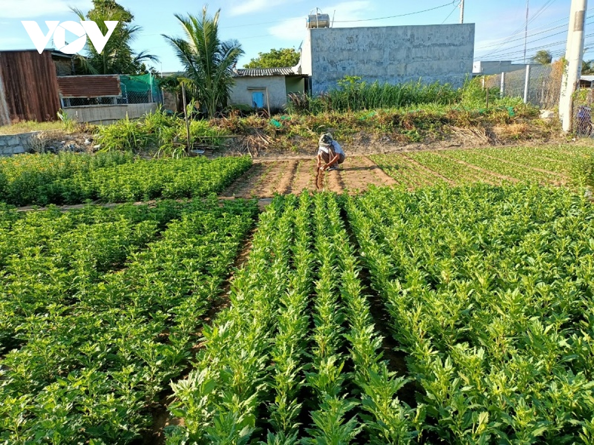 nong dan trong hoa, rau mau o ninh thuan thap thom lo doi vu tet hinh anh 1