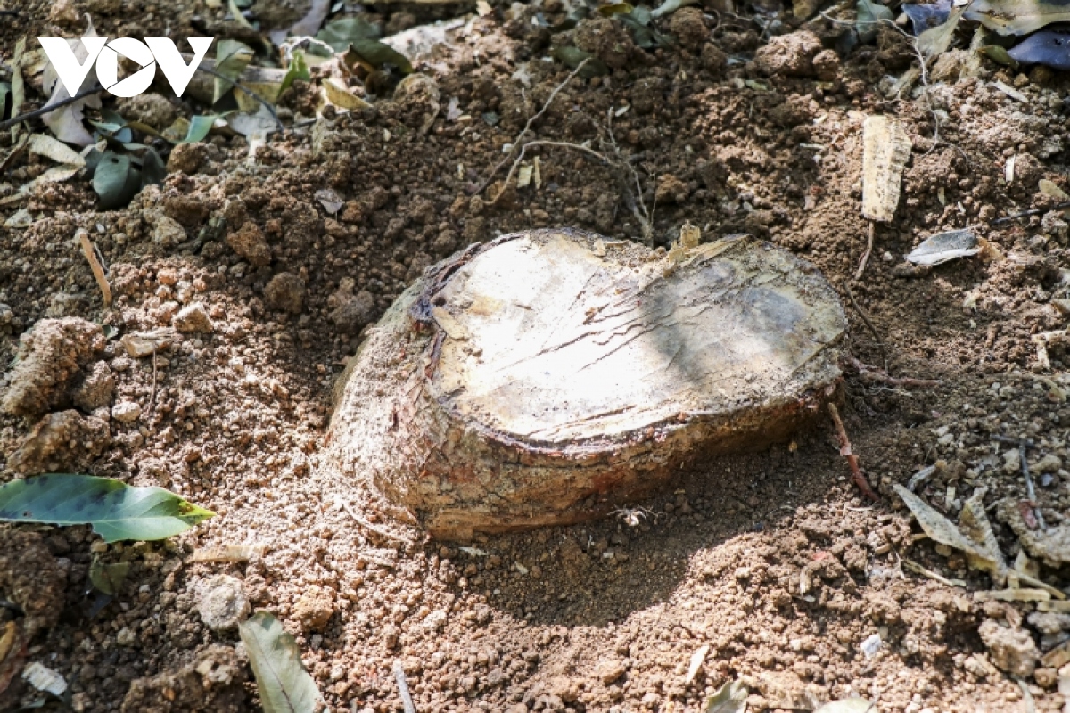 Ngang nhiên chặt cây, làm đường lên nương trong rừng đặc dụng Mường Phăng