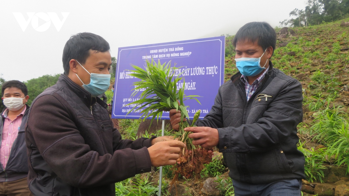 cay duoc lieu mang toi co hoi thoat ngheo cho vung cao quang ngai hinh anh 1