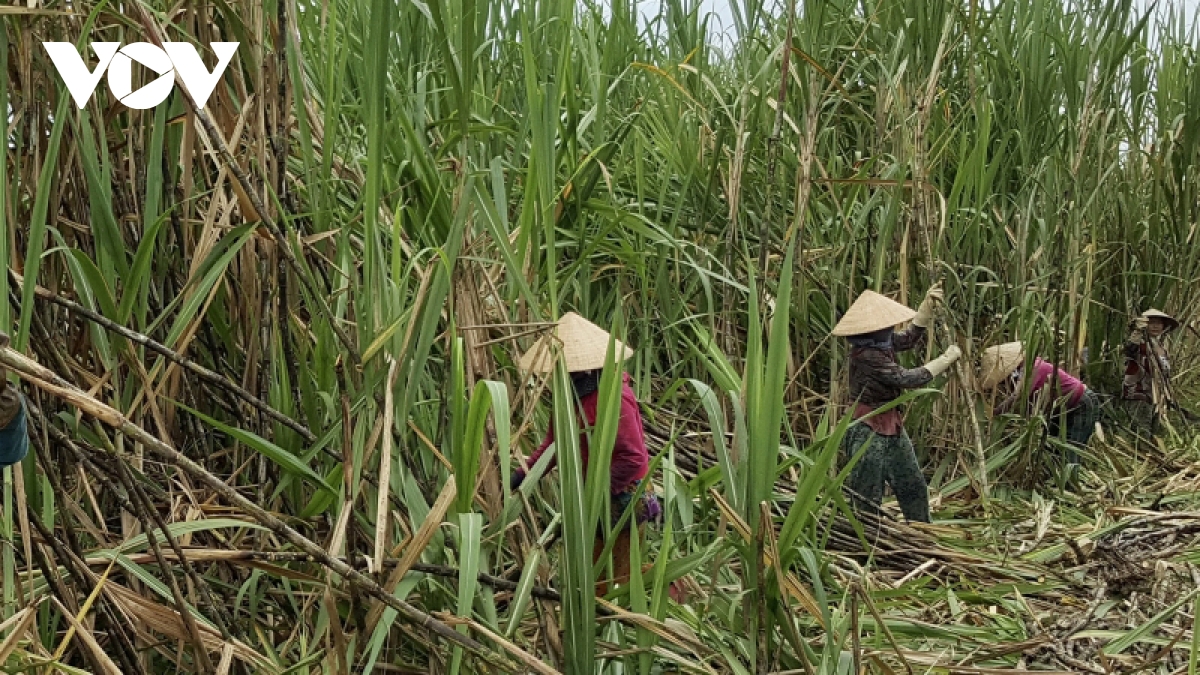 Nông dân Hậu Giang phấn khởi vì vụ mía được giá