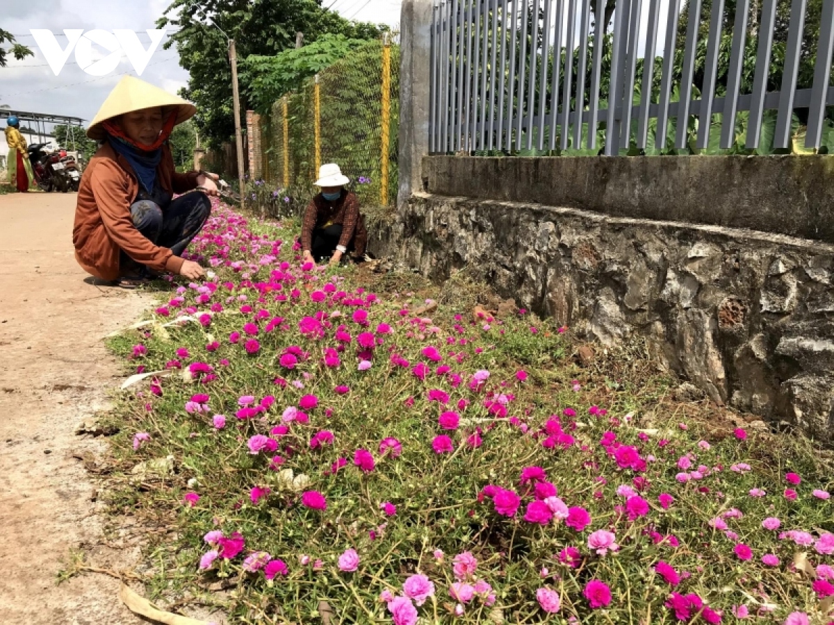 khoi sac o cu sue tu chuong trinh nong thon moi hinh anh 2