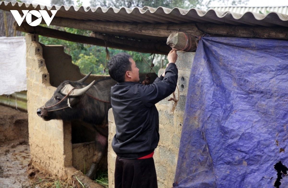 chong ret cho dan gia suc o lai chau khi nhiet do xuong thap hinh anh 2