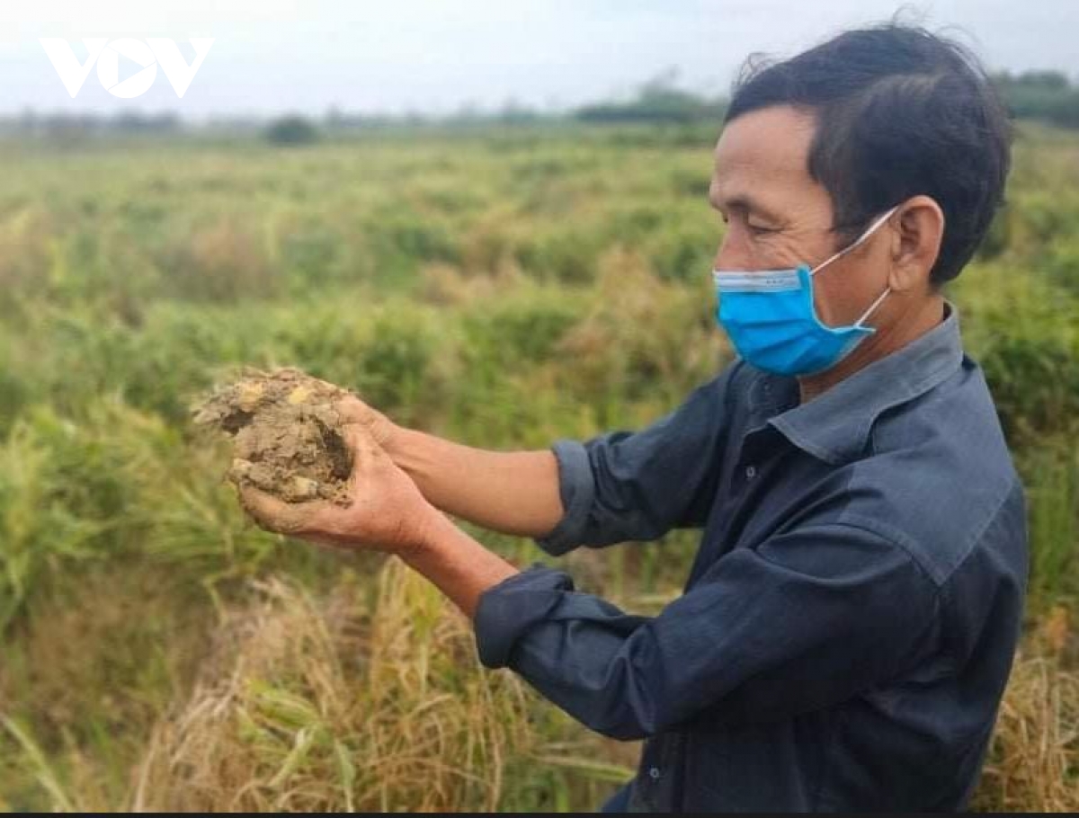 Nông dân Quảng Nam lao đao vì gừng bị chết cây, thối củ