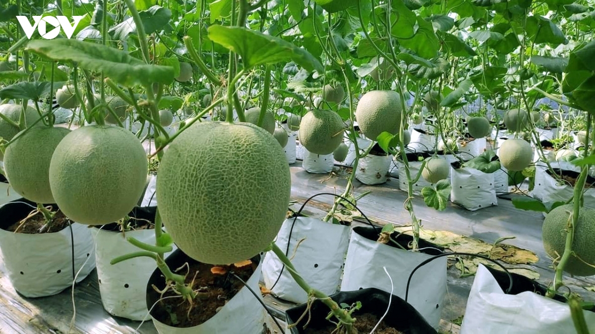  xuat xu hang hoa la duong bang, tuan thu la dong co va fta la bau troi rong mo hinh anh 1
