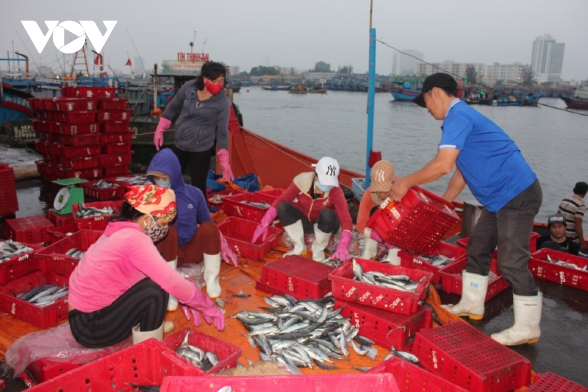 ngu dan Da nang dam bao an toan ra khoi mua bien dong hinh anh 2