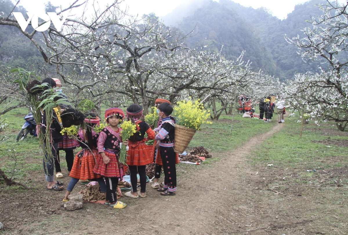 sac trang tinh khoi goi xuan ve tren cao nguyen moc chau hinh anh 12