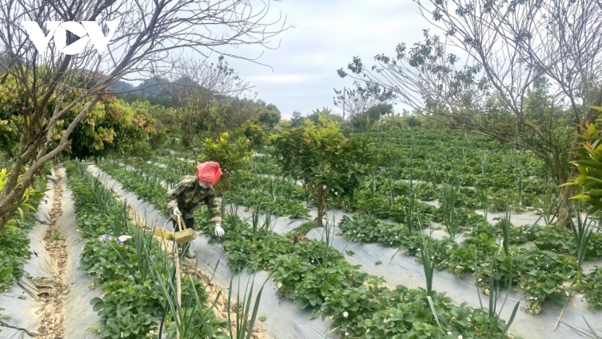 Mùa dâu tây ở Sơn La