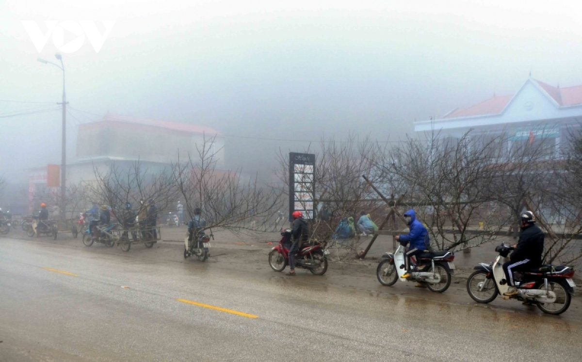 Đào Tết vắng người mua, nông dân Sơn La lo lắng 