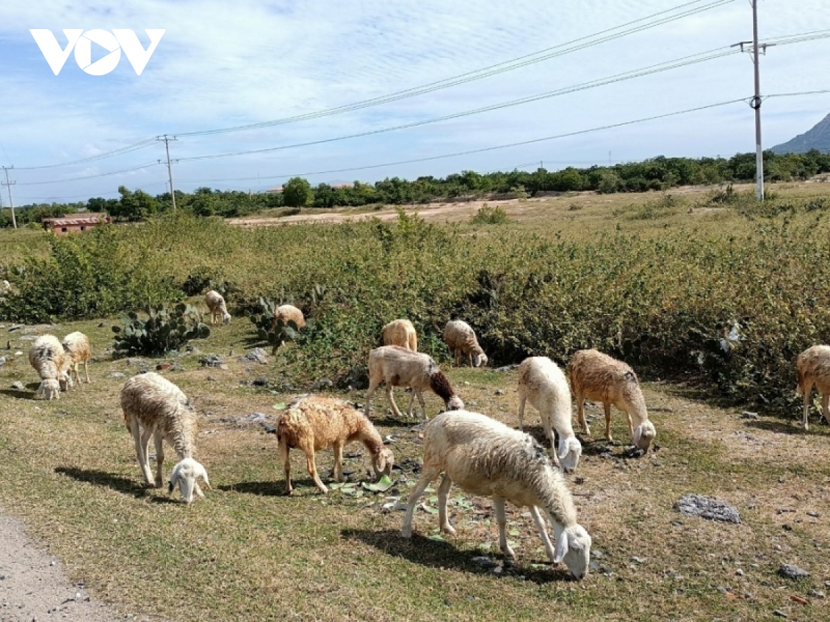 giá thị dê giảm: Người nuôi dê, cừu ở Ninh Thuận khổ với giá cả ...