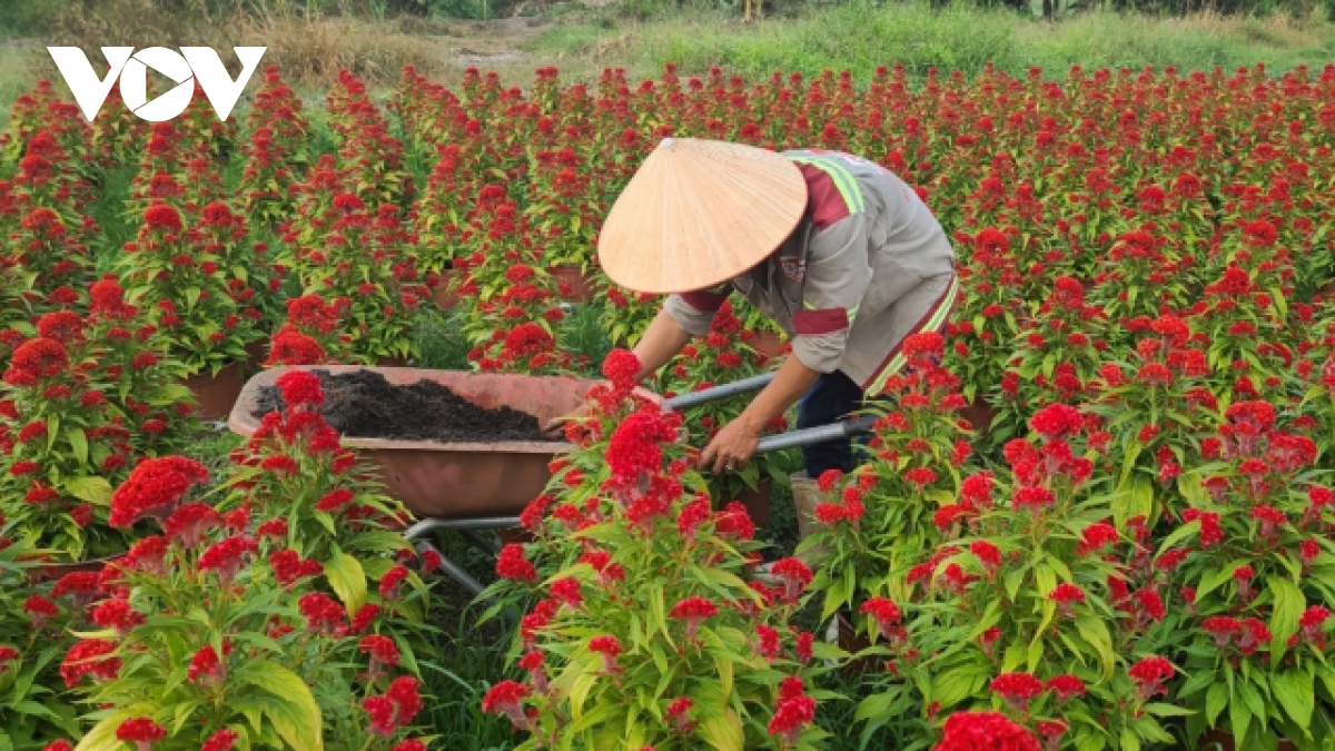 suc tieu thu cay kieng trung tet o mot so nha vuon van cham hinh anh 3