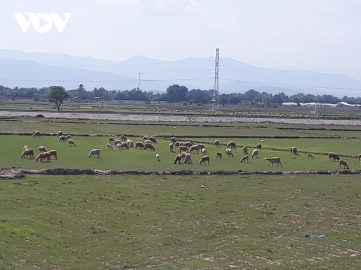 nguoi nuoi de, cuu o ninh thuan kho voi gia ca bap benh hinh anh 2