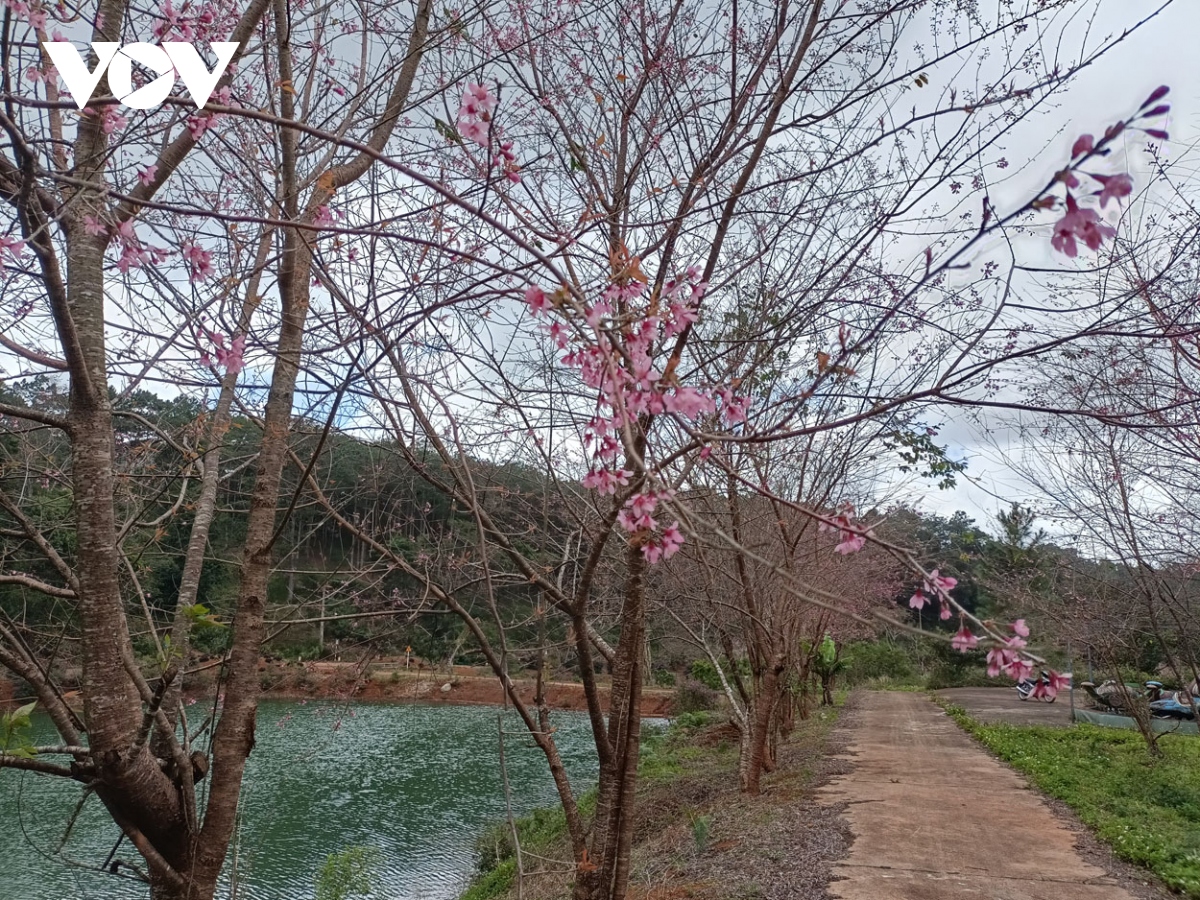 Dau nam moi thuong lam hoa anh dao tren cao nguyen mang Den hinh anh 7