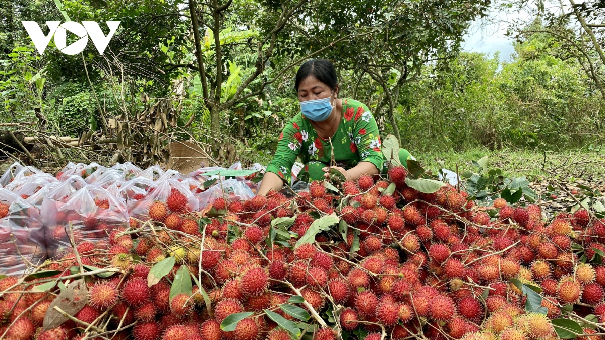 doanh nghiep ben tre chu dong du tru hang hoa tet tri gia hon 200 ty dong hinh anh 1