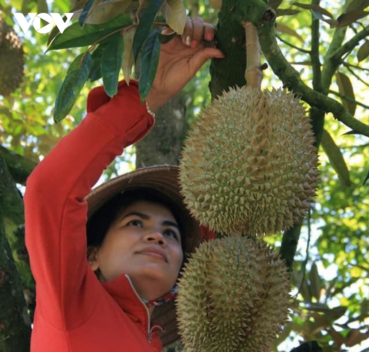 sau rieng khanh son va nhieu loai cay trong giup ba con mien nui thoat ngheo hinh anh 1