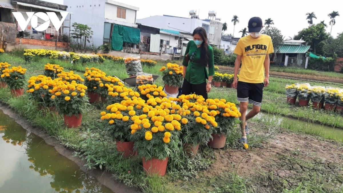 nong dan ban hoa tuoi het tai ruong, voi gia cao hinh anh 1