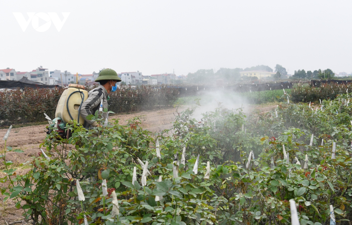 vung hoa lon nhat ha noi vao vu hoa tet niem vui xen lan au lo hinh anh 1