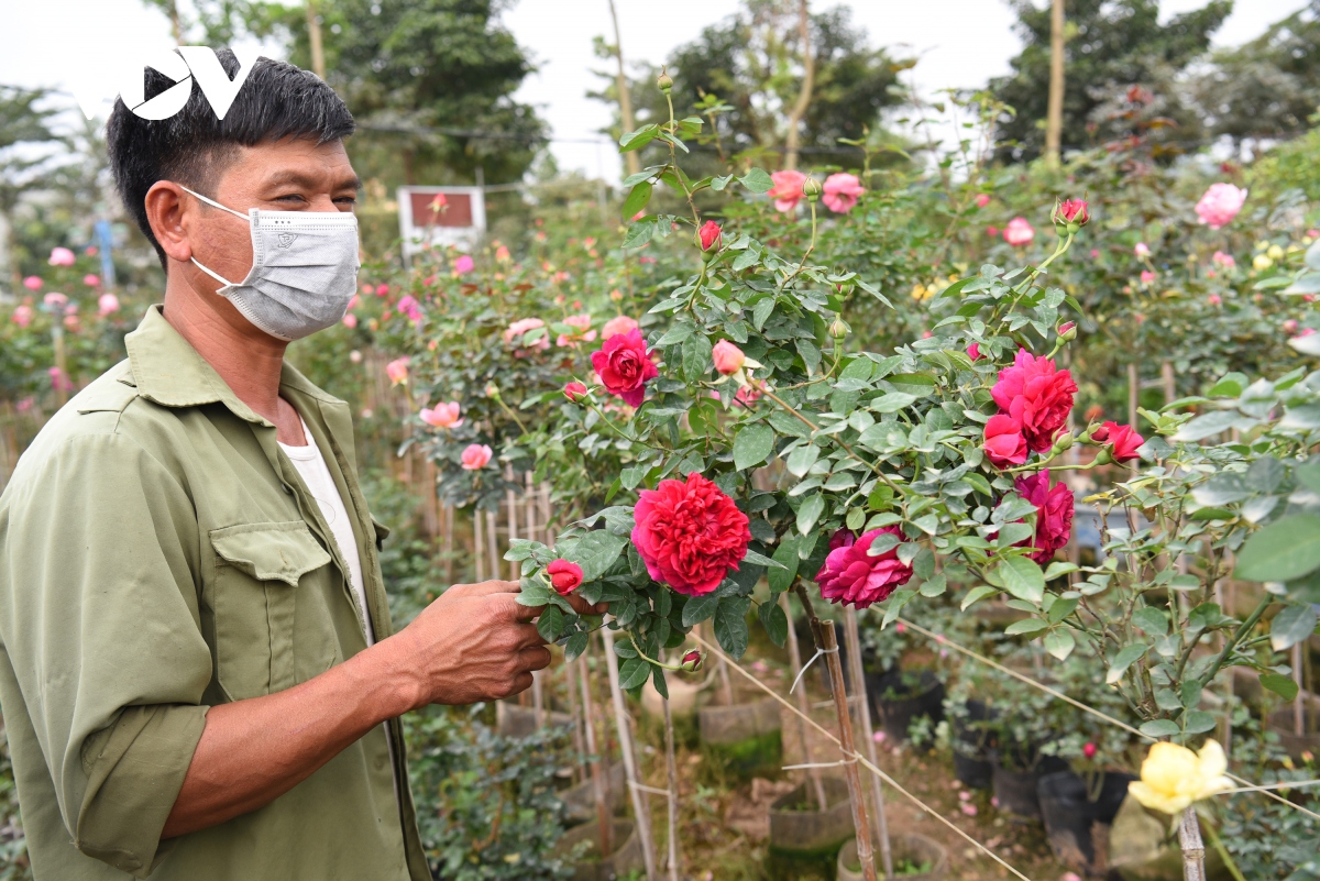 vung hoa lon nhat ha noi vao vu hoa tet niem vui xen lan au lo hinh anh 4