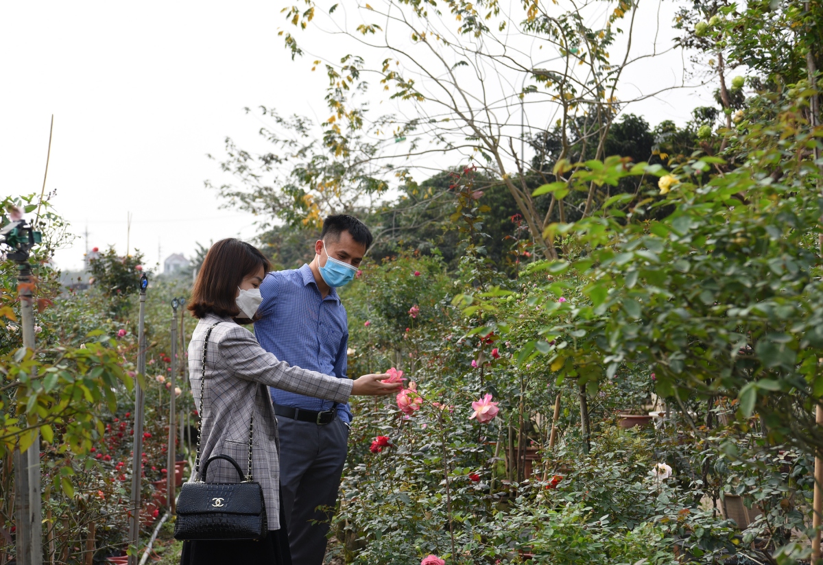 vung hoa lon nhat ha noi vao vu hoa tet niem vui xen lan au lo hinh anh 5