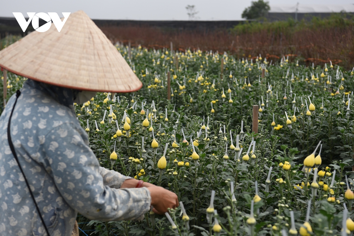 vung hoa lon nhat ha noi vao vu hoa tet niem vui xen lan au lo hinh anh 9