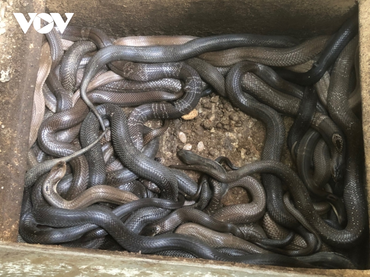 Cập nhật với hơn 65 về mô hình nuôi rắn ráo trâu hay nhất  Tin học Đông Hòa
