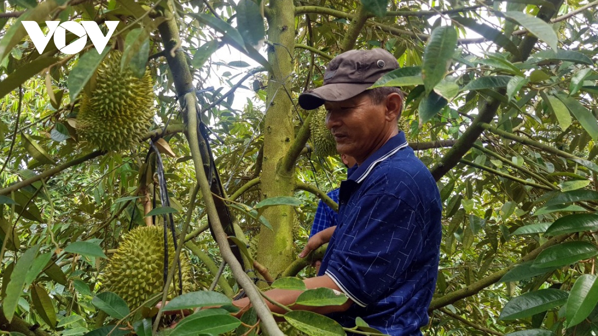 Trồng sầu riêng và bưởi hữu cơ trên đất phèn, nông dân Long An ...