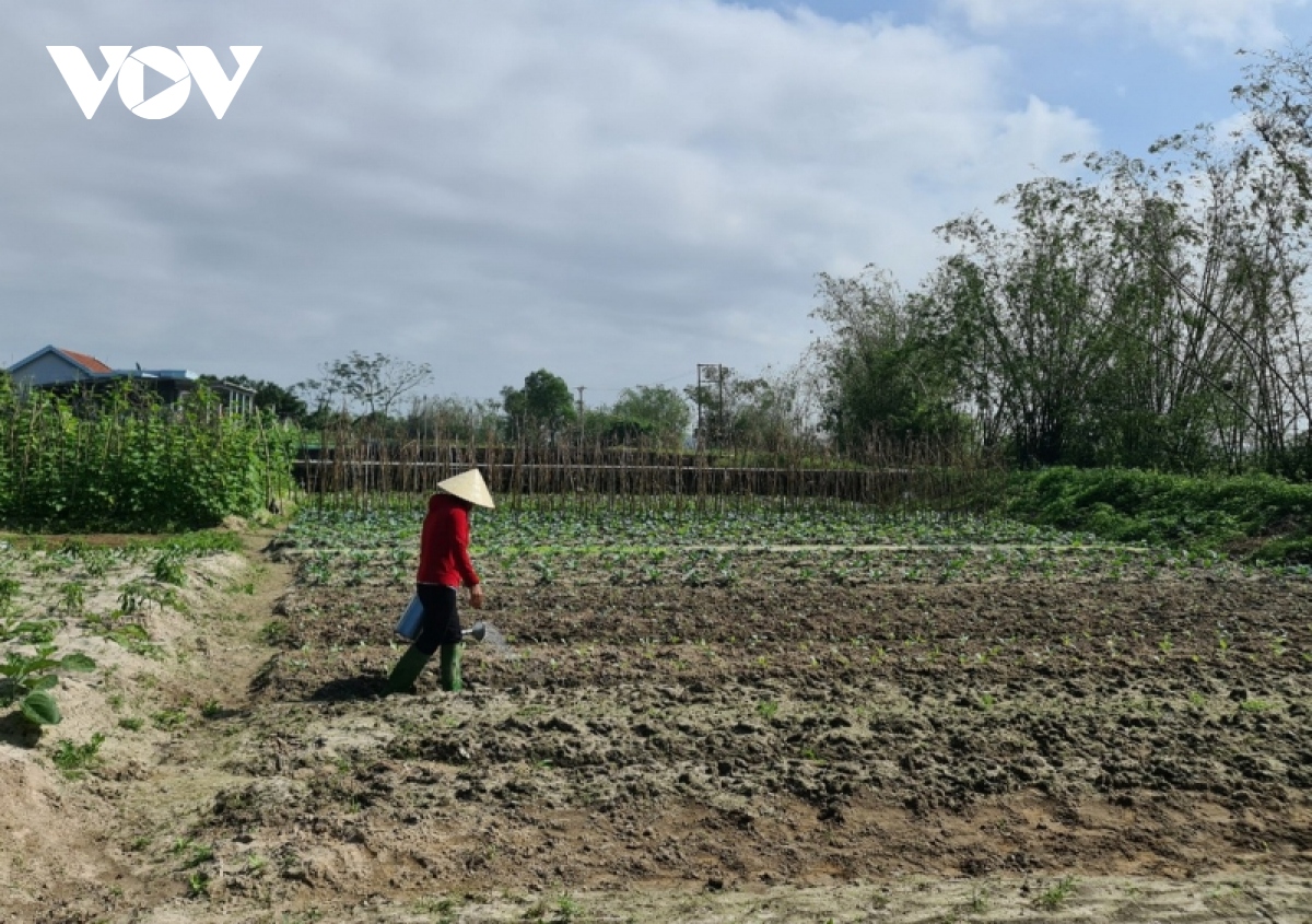 lo lang vu rau khong kip tet, vuon hoa vang thuong lai hoi mua hinh anh 3