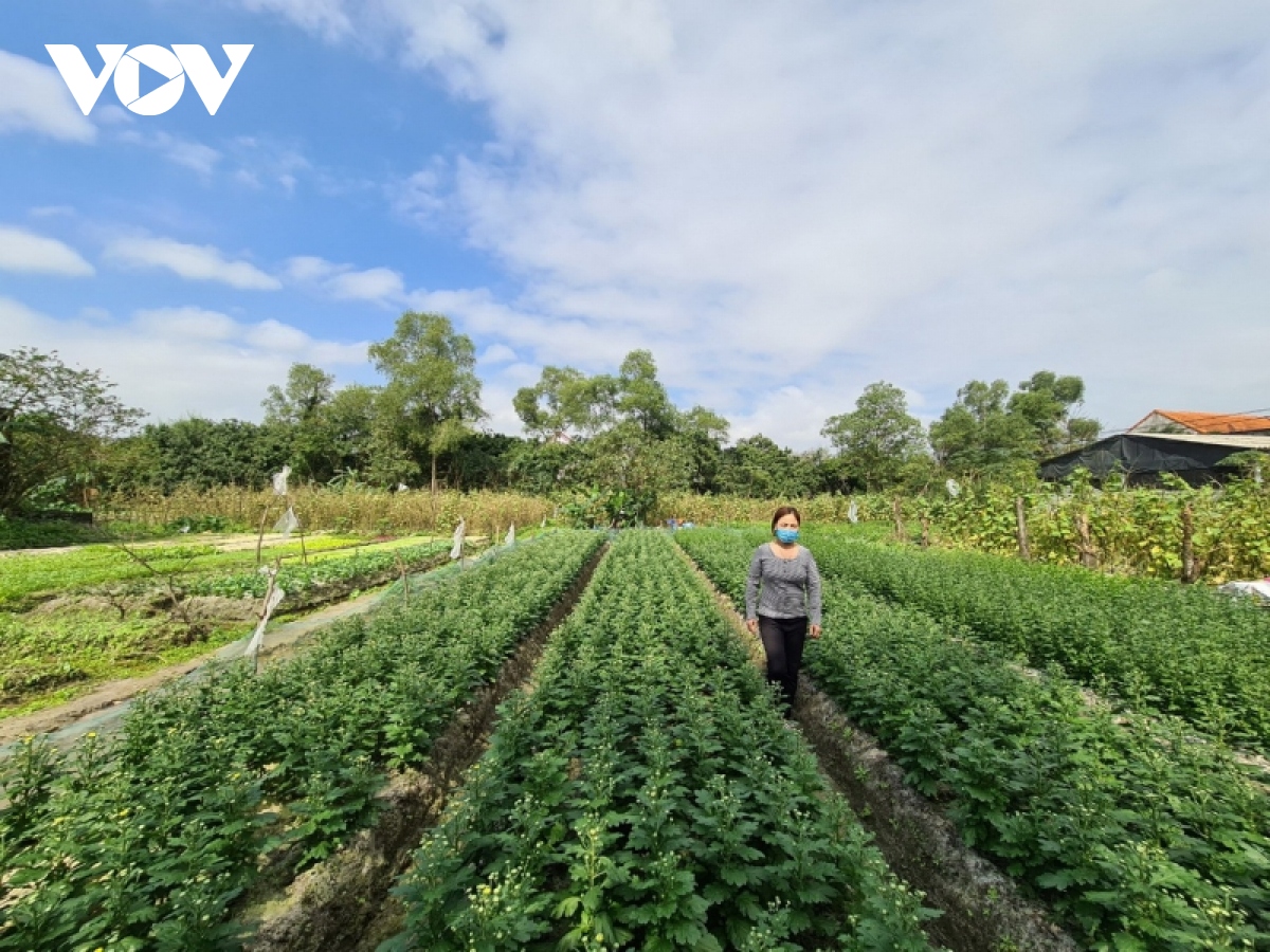 Nông dân lo lắng vụ rau không kịp Tết, vườn hoa vắng thương lái ...