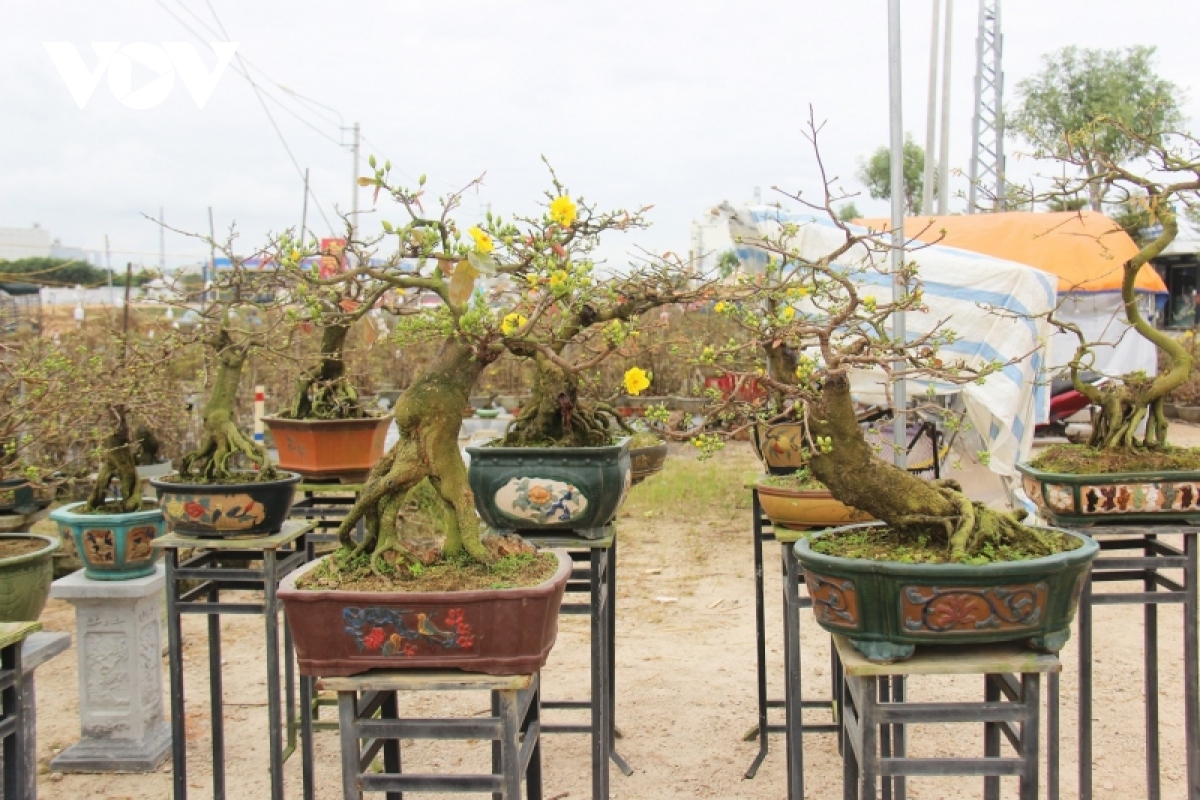 tram lang thi truong mai tet binh Dinh hinh anh 3