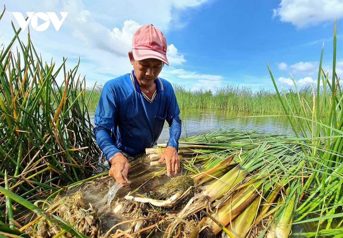 Nông dân Cà Mau làm giàu nhờ giỏi trồng cây đặc sản kết hợp nuôi cá