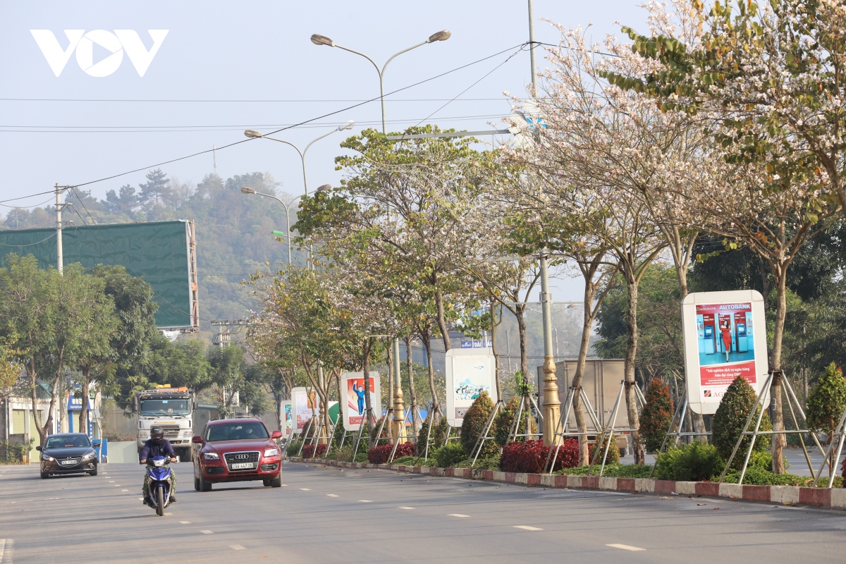 sac trang tinh khoi hoa ban giua pho nui son la hinh anh 7