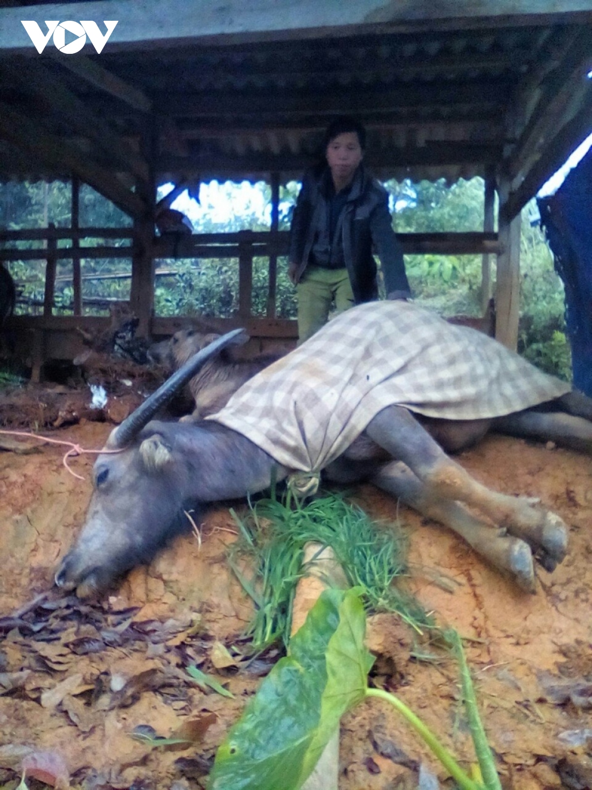 nhieu gia suc bi chet do gia ret tai bac kan, cao bang, son la hinh anh 2