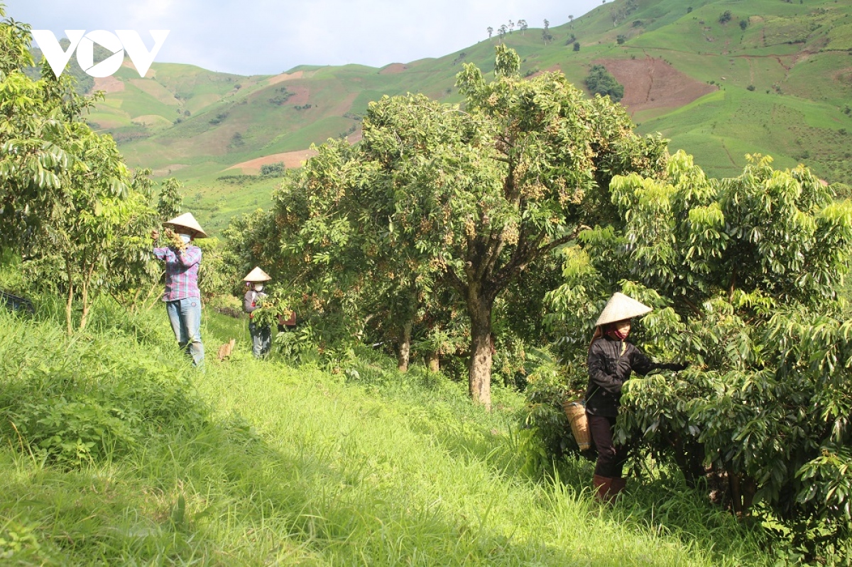 son la phan dau gia tri xuat khau nong san tren 160 trieu usd hinh anh 1