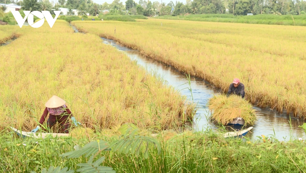 Thay đổi nếp nghĩ cách làm từ Mô hình sản xuất lúa định hướng hữu cơ