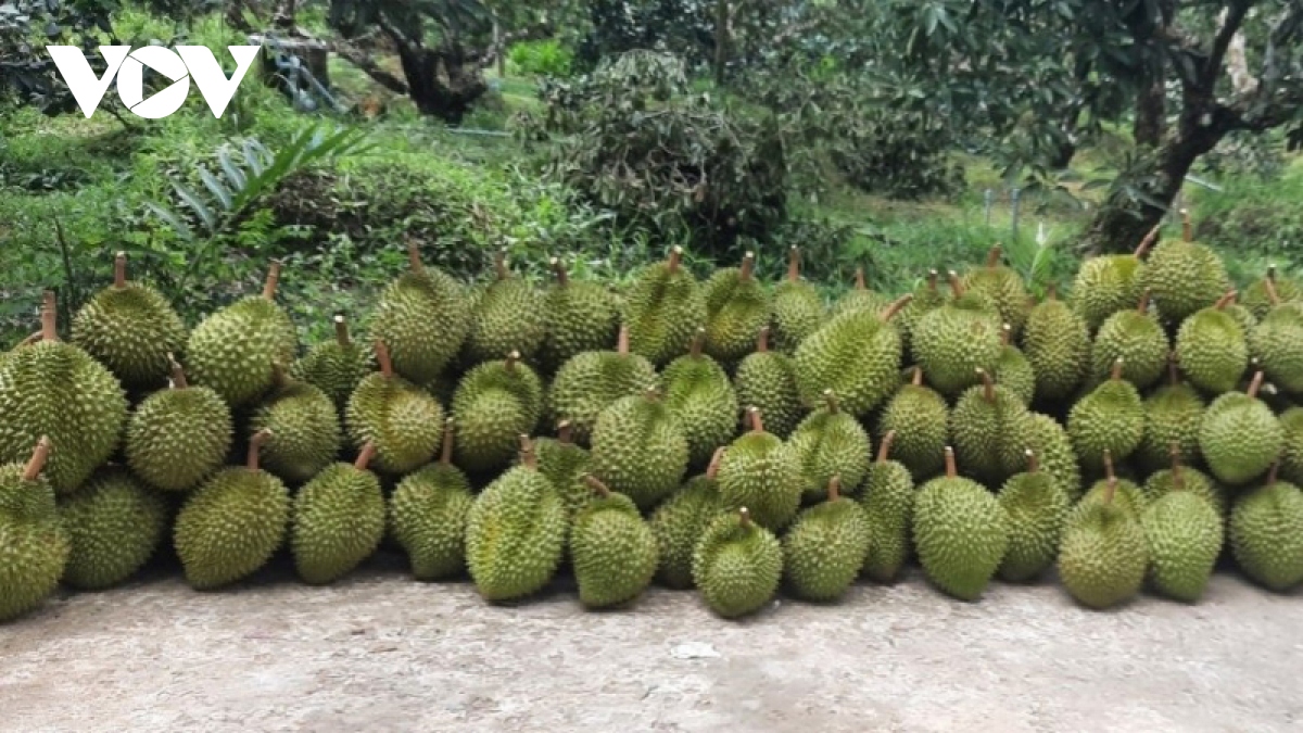  vuong quoc cay an trai chu dong ung pho khi trai cay rot gia hinh anh 1