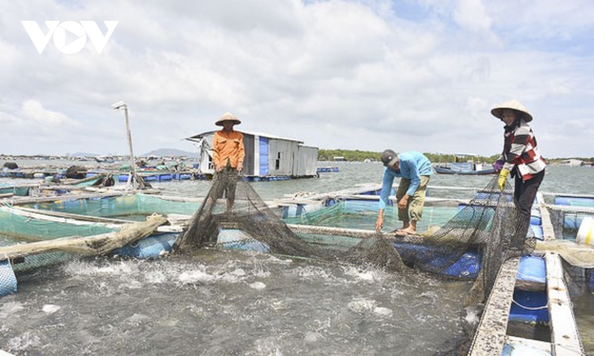 vietnam aims for sustainable and responsible fishery by 2050 picture 1