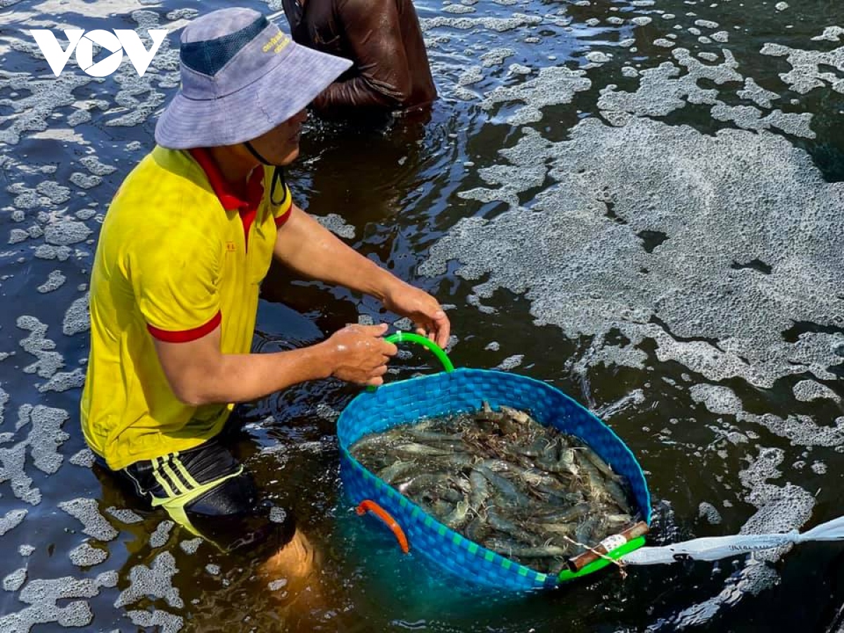 mo hinh nuoi tom cong nghe cao o ben tre dat hieu qua cao hinh anh 2