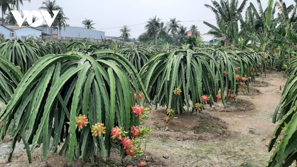 gia thanh long sut giam manh, nhieu nha kho dong cua hinh anh 1