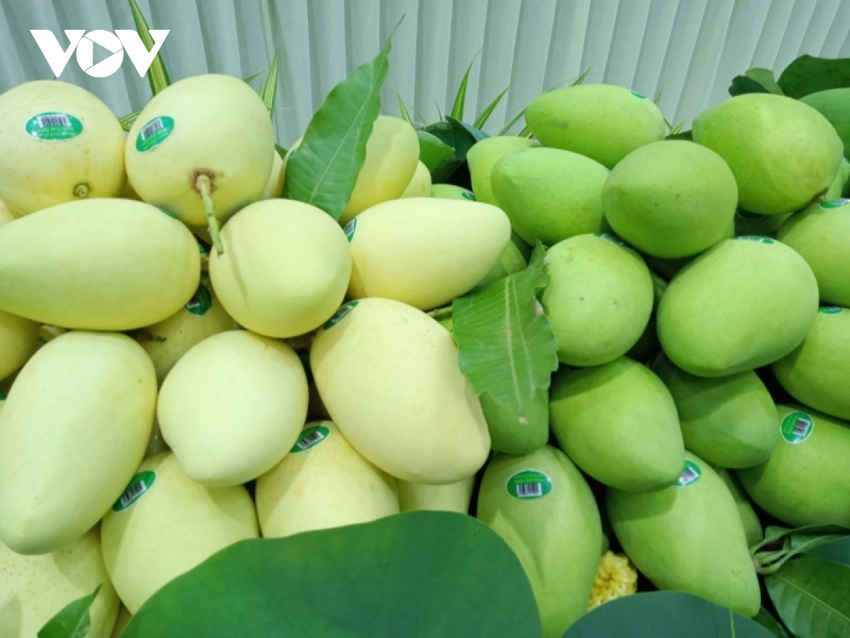 Xuất khẩu 3 tấn xoài Cát Chu của Đồng Tháp sang châu Âu