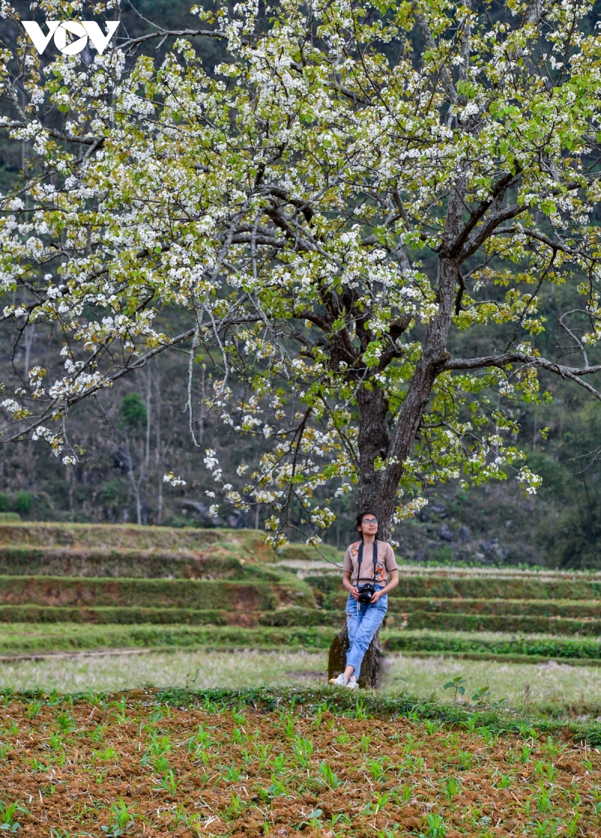 Mùa hoa lê đẹp như mơ dưới thung lũng Xuân Trường, Cao Bằng | VOV.VN