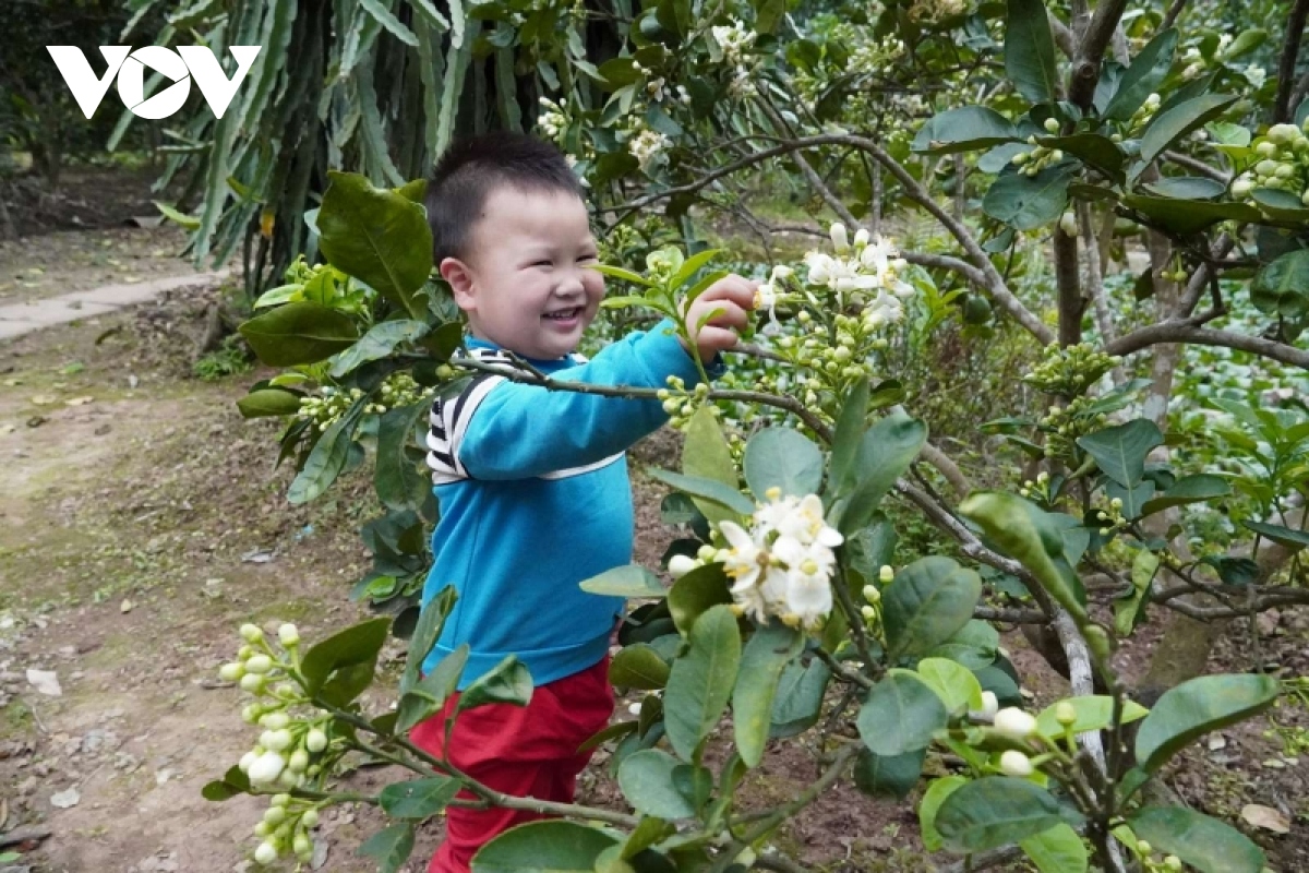 mua hoa buoi xu Dong hinh anh 4