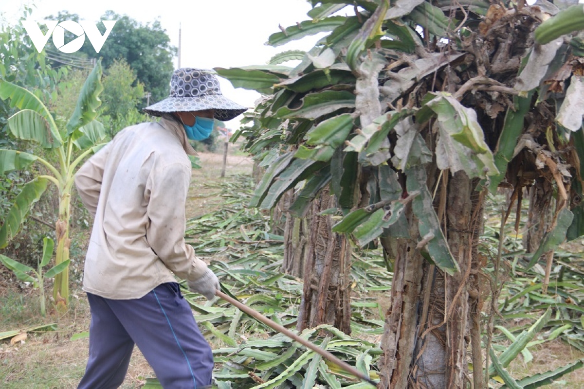 nguoi trong thanh long binh thuan danh pha vuon vi lo nang hinh anh 2