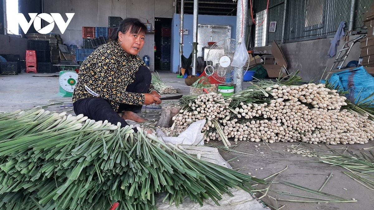 cay sa ben duyen tren dat cu lao, giup nong dan tien giang thoat ngheo hinh anh 4