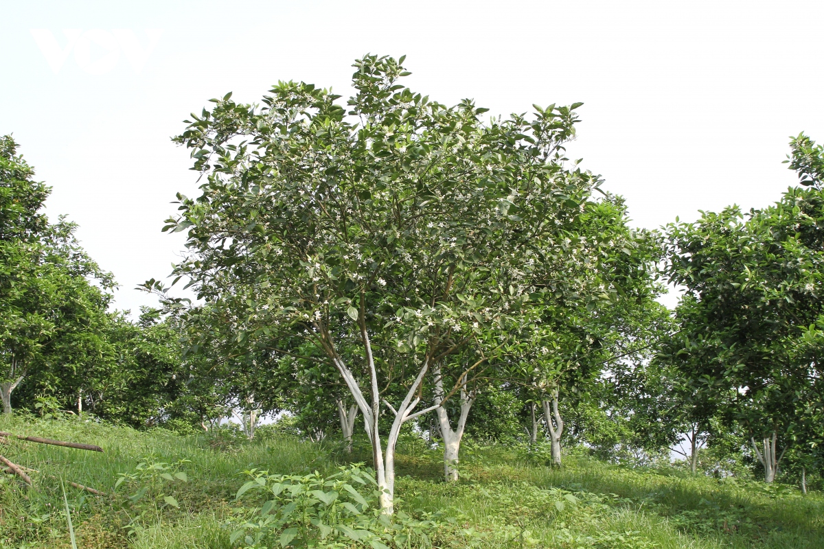 sac trang tinh khoi truoc mua qua ngot hinh anh 11