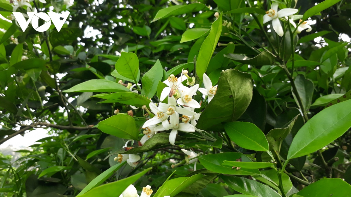 sac trang tinh khoi truoc mua qua ngot hinh anh 7