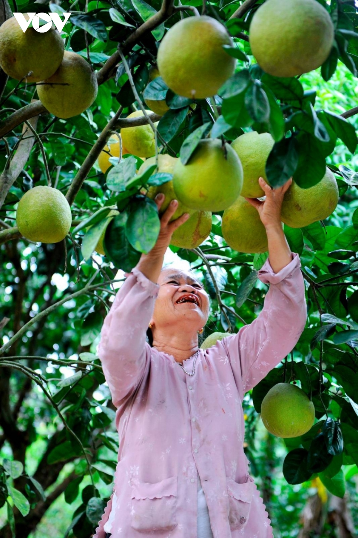 mua hoa buoi xu Dong hinh anh 7