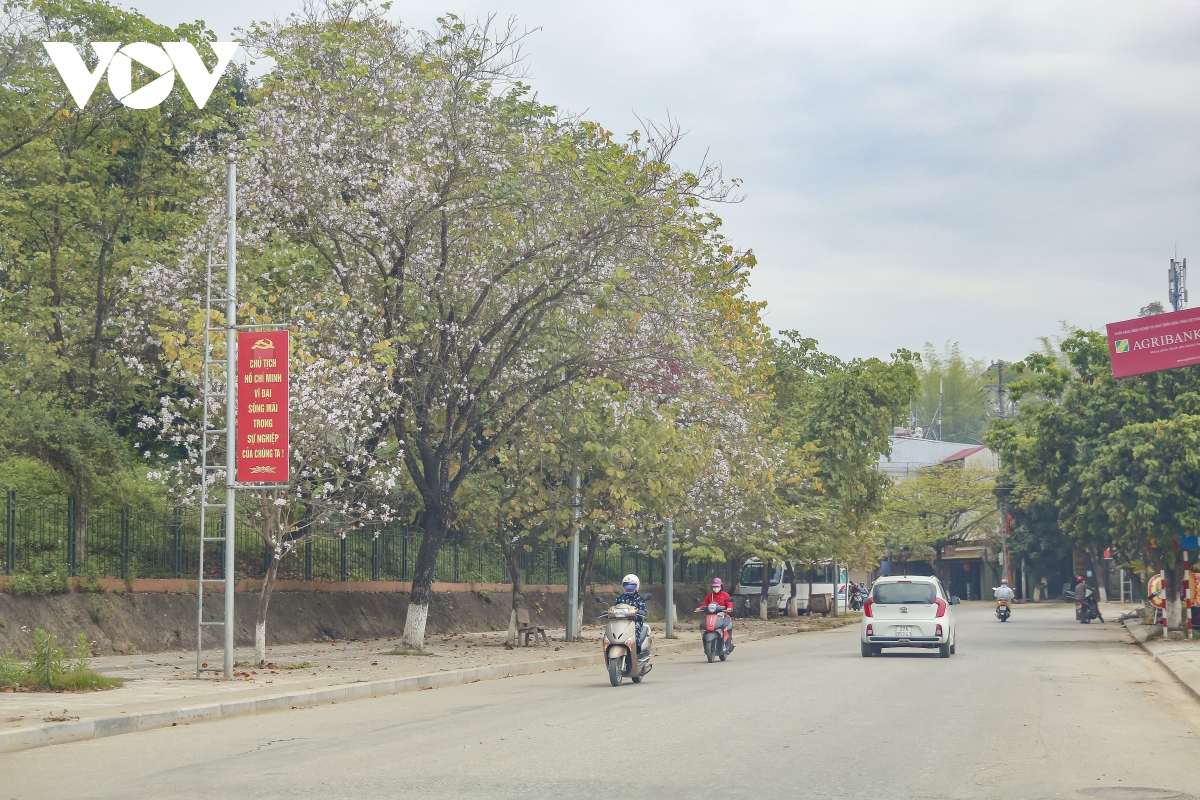 le hoi hoa ban - niem tu hao cua nguoi dan Dien bien hinh anh 1