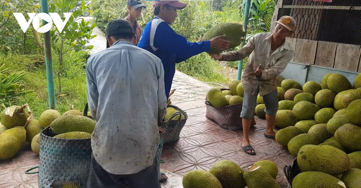 Mít Thái và sầu riêng Vĩnh Long tăng giá, cung không đủ cầu