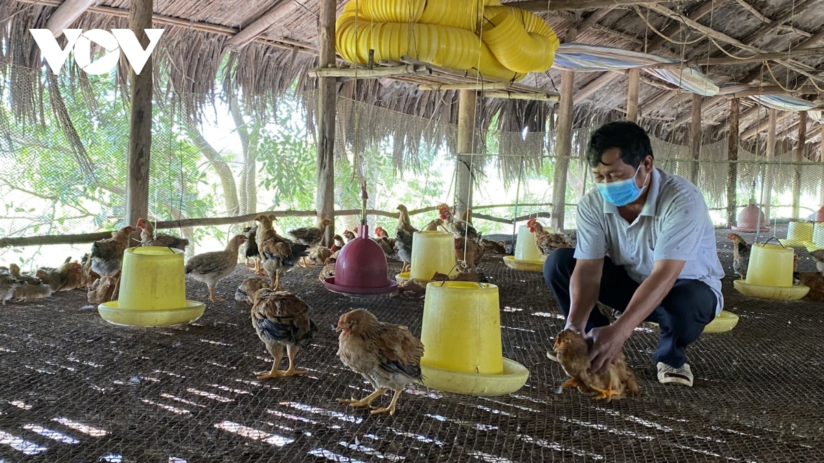 vi sao cac trai chan nuoi ngoai quy hoach o ba ria - vung tau van muon ton tai hinh anh 1