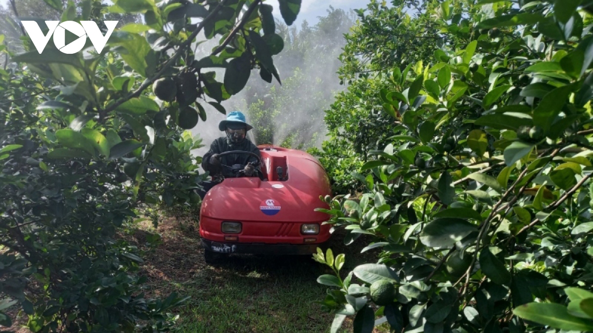 nuoc ngot doi dao, nhieu loai trai cay o tien giang trung mua, trung gia hinh anh 2