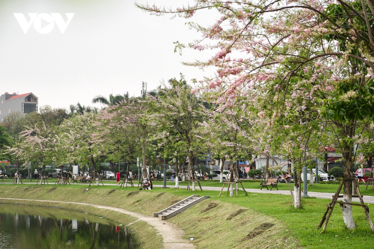 chiem nguong hoa do mai diu dang, lan dau khoe sac tai bac ninh hinh anh 1